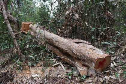 Khởi tố 37 đối tượng phá rừng tại Khu bảo tồn thiên nhiên Ea Sô, Đắk Lắk