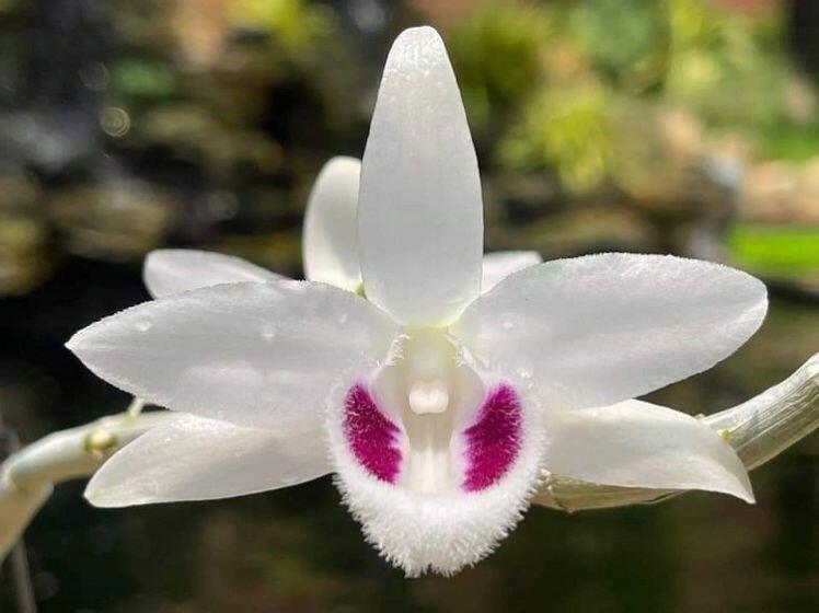 Bên trong vườn lan đột biến được định giá gần 100 tỷ đồng ở Phú Thọ