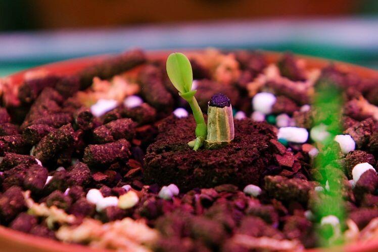 Bên trong vườn lan đột biến được định giá gần 100 tỷ đồng ở Phú Thọ