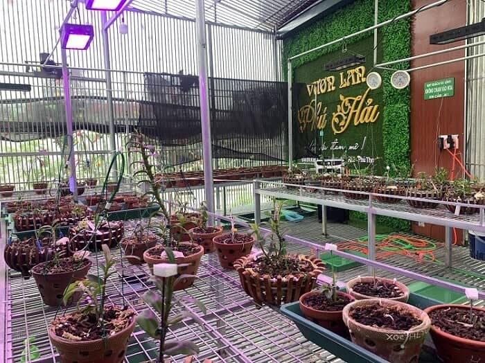 Bên trong vườn lan đột biến được định giá gần 100 tỷ đồng ở Phú Thọ