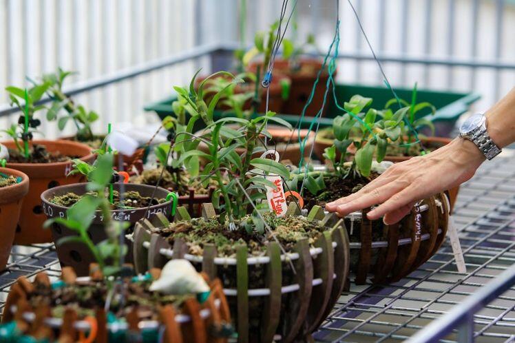 Bên trong vườn lan đột biến được định giá gần 100 tỷ đồng ở Phú Thọ