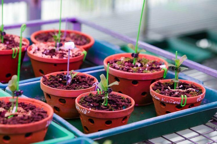 Bên trong vườn lan đột biến được định giá gần 100 tỷ đồng ở Phú Thọ