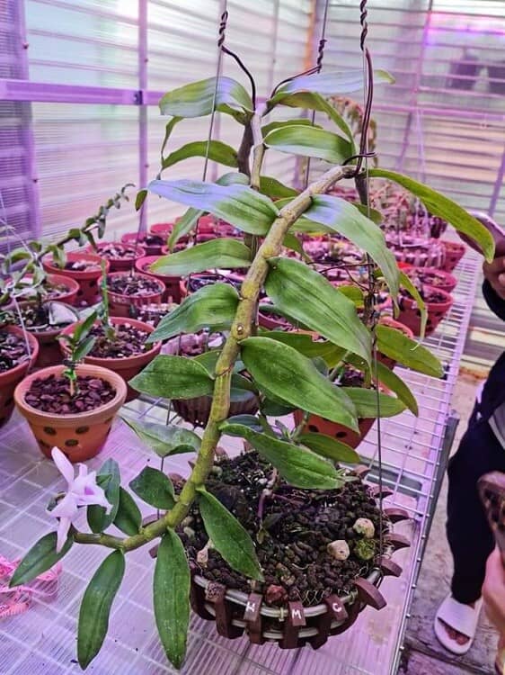 Bên trong vườn lan đột biến được định giá gần 100 tỷ đồng ở Phú Thọ