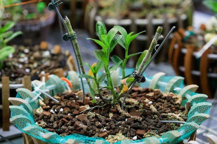 Bên trong vườn lan đột biến được định giá gần 100 tỷ đồng ở Phú Thọ