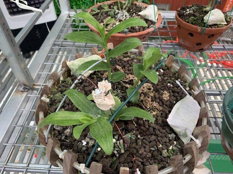 Bên trong vườn lan đột biến được định giá gần 100 tỷ đồng ở Phú Thọ