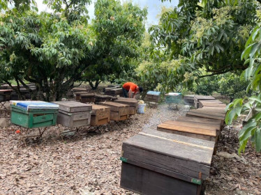 Mỹ điều tra chống bán phá giá mật ong Việt: Lo cho 35.000 nông dân