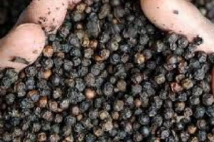 Giá tiêu hôm nay 2/5: Chưa có dấu hiệu khởi sắc