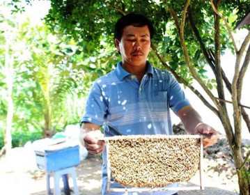 Mỹ điều tra chống bán phá giá, mật ong Việt Nam lo tắc đầu ra