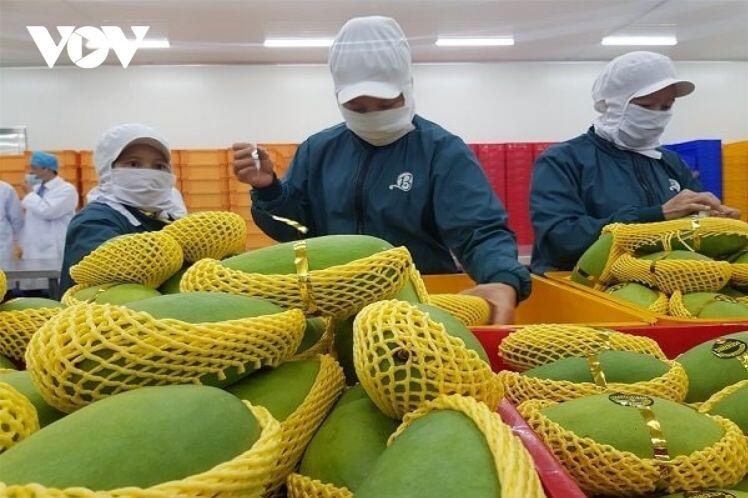 Khắc phục dịch Covid-19, doanh nghiệp xuất khẩu hơn 70 tấn trái cây mỗi ngày sang Mỹ, Hàn