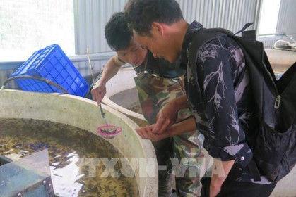Lào Cai phát triển bền vững nghề nuôi cá nước lạnh