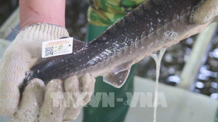 Lào Cai phát triển bền vững nghề nuôi cá nước lạnh