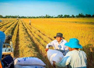 Giá lúa gạo hôm nay 3/5: Giao dịch chậm, giá lúa gạo ổn định