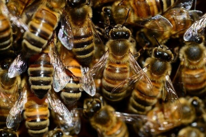 Hà Lan huấn luyện ong để chẩn đoán Covid-19