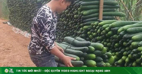 Bí xanh rớt giá chất đống ngoài đường, nông dân "dở khóc dở cười” chờ thương lái