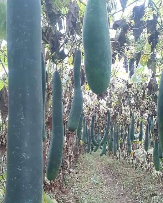 Bí xanh rớt giá chất đống ngoài đường, nông dân "dở khóc dở cười” chờ thương lái
