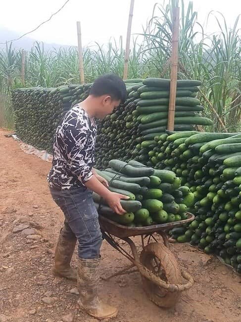 Bí xanh rớt giá chất đống ngoài đường, nông dân "dở khóc dở cười” chờ thương lái