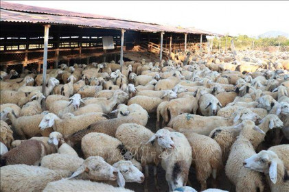 Giá dê, cừu tại Ninh Thuận cao nhất từ đầu năm