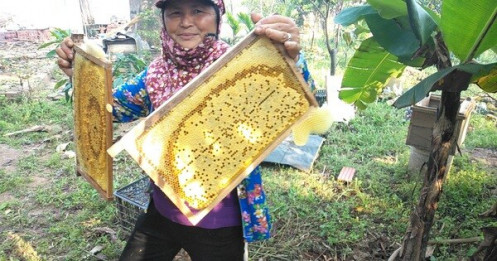 Mật ong Việt Nam gặp khó ở thị trường Mỹ
