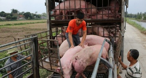 Giá lợn hơi chưa thể xuống dưới 70.000 đồng/kg