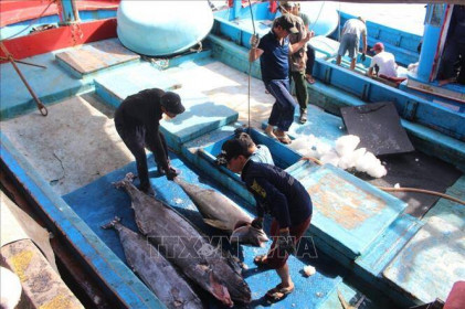 Sản lượng khai thác cá ngừ đại dương Bình Định sụt giảm gần 10%