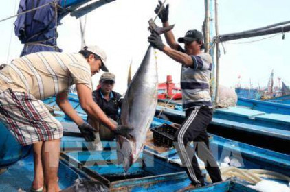 Sản lượng khai thác cá ngừ đại dương Bình Định sụt giảm