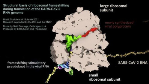 Giới khoa học Thụy Sĩ phát hiện điểm yếu của virus SARS-CoV-2 gây bệnh Covid-19, có thể phát triển thuốc kháng