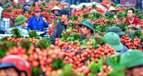 190 thương nhân Trung Quốc được vào Việt Nam thu mua vải thiều