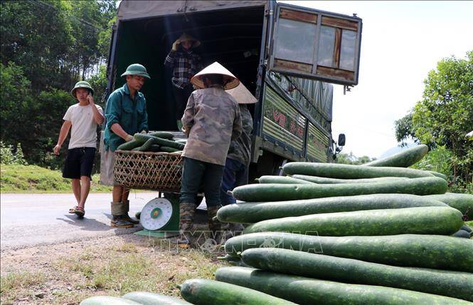 Giá bí xanh tại Hòa Bình sụt giảm mạnh