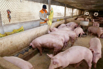 Giá lợn hơi hôm nay 21/5/2021: Giảm nhẹ, cao nhất 69.000 đồng/kg