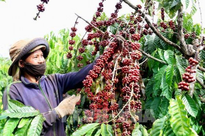 Công ty đồ uống Nhật Bản hỗ trợ người trồng cà phê Việt Nam