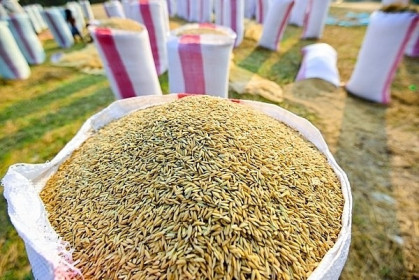 Giá lúa gạo hôm nay 22/5: Giao dịch chậm, giá lúa gạo duy trì ổn định