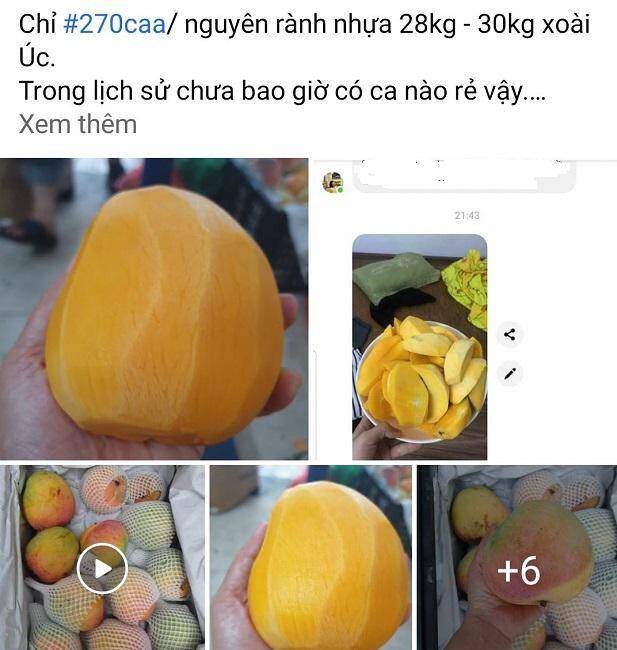 Xoài rớt giá thê thảm, chỉ còn 2.000 đồng/kg, nông dân bất lực chờ thương lái đến mua