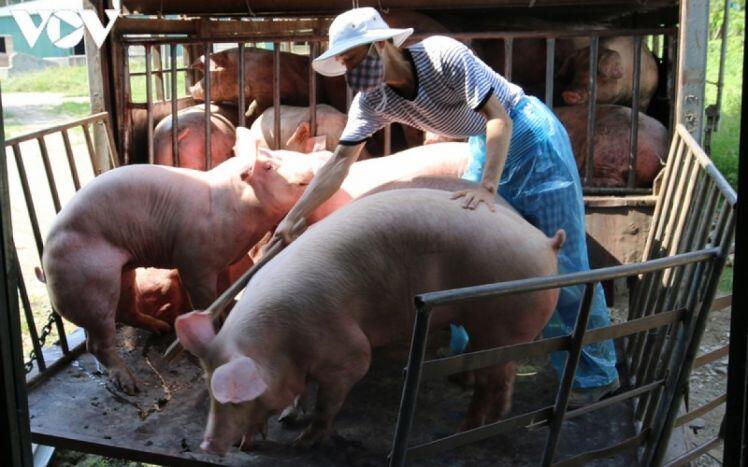 Giá lợn mới nhất, Giá lợn hơi giảm sâu, giá thịt lợn tới tay người tiêu dùng vẫn giảm nhỏ giọt