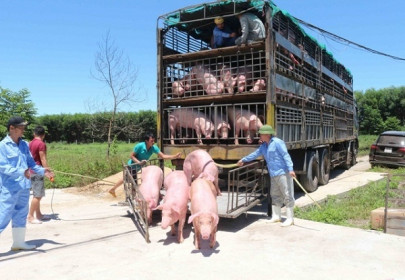Tạm ngừng nhập khẩu lợn sống từ Thái Lan để giết mổ
