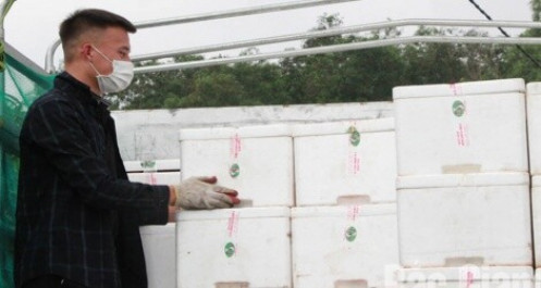 Bắc Giang sẽ xuất khẩu khoảng 1 nghìn tấn vải thiều sang Nhật Bản