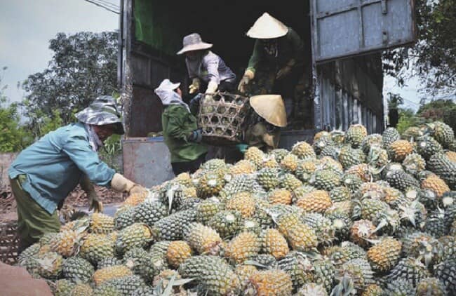 Hàng chục đặc sản, nông sản rớt giá thảm có loại chưa tới 1.000 đồng/kg