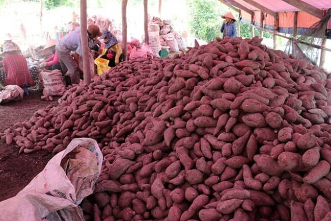 Hàng chục đặc sản, nông sản rớt giá thảm có loại chưa tới 1.000 đồng/kg