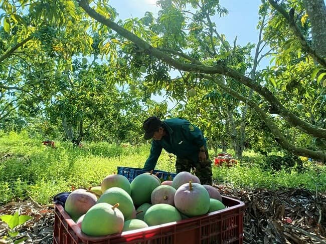 Hàng chục đặc sản, nông sản rớt giá thảm có loại chưa tới 1.000 đồng/kg