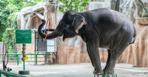 Ế khách vì đại dịch COVID-19, vườn thú bán ‘thanh lý’ đàn voi 11 con
