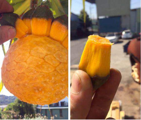 4 loại quả lạ lẫm, nhiều người tưởng hàng sang chảnh nhập khẩu, hóa ra có đầy ở Việt Nam