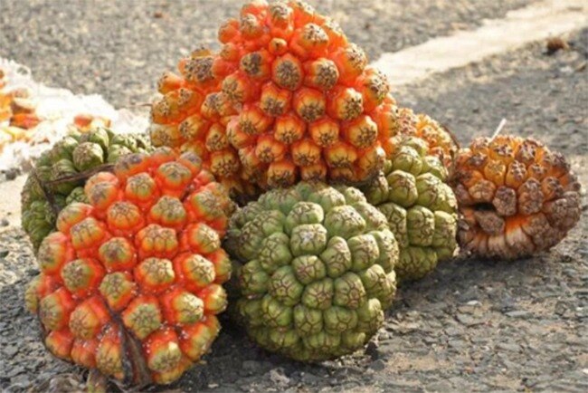 4 loại quả lạ lẫm, nhiều người tưởng hàng sang chảnh nhập khẩu, hóa ra có đầy ở Việt Nam