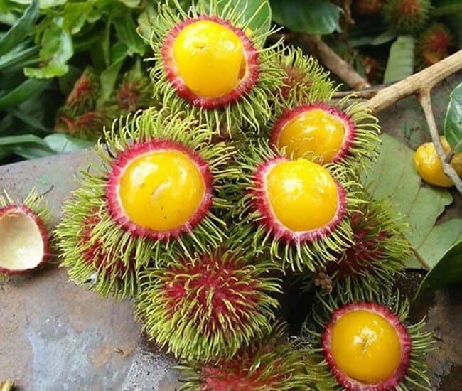 4 loại quả lạ lẫm, nhiều người tưởng hàng sang chảnh nhập khẩu, hóa ra có đầy ở Việt Nam
