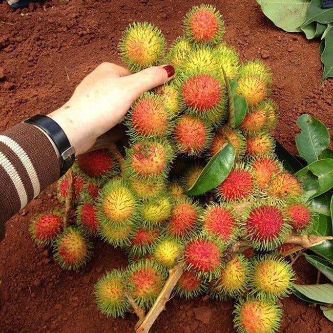 4 loại quả lạ lẫm, nhiều người tưởng hàng sang chảnh nhập khẩu, hóa ra có đầy ở Việt Nam