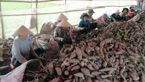 Trung Quốc đồng ý xem xét mở cửa cho sản phẩm khoai lang Việt Nam