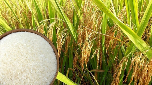 Giá lúa gạo hôm nay 8/6: Giá lúa đồng loạt giảm sâu