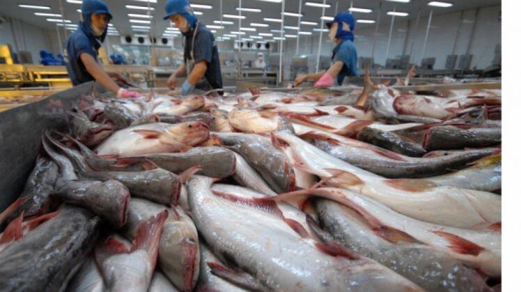 Cá tra: Lượng cá tra tồn kho của Mỹ đã hết, cơ hội cho thủy sản Việt Nam