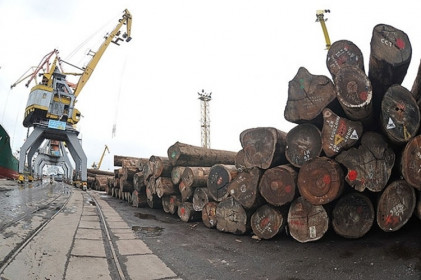 Thực thi Nghị định về gỗ hợp pháp nhập khẩu: Vẫn còn khoảng trống
