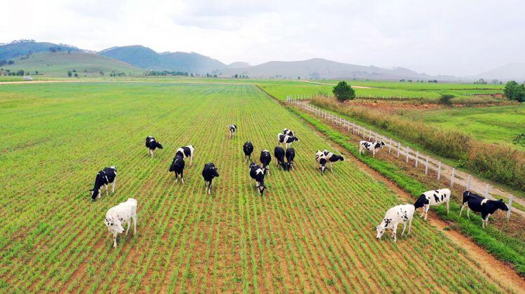 Siêu dự án trang trại của Vinamilk tại Lào sẽ "cho sữa" vào đầu năm 2022