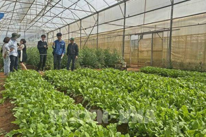 Giá nhiều loại rau xanh tại Đà Lạt tăng mạnh