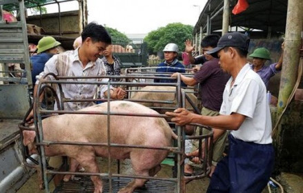 Bộ NN&PTNT dự báo giá lợn sẽ tăng?
